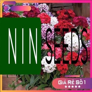 Hạt giống Hoa Cẩm Chướng Chùm F1 Mix Nhập khẩu - 50 hạt - HGNK