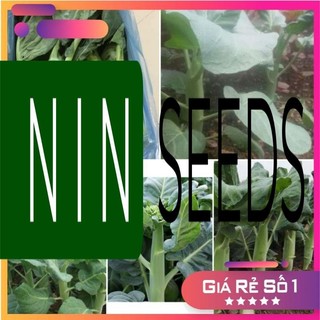 Hạt giống cài ngồng lan cai cai - HGNK