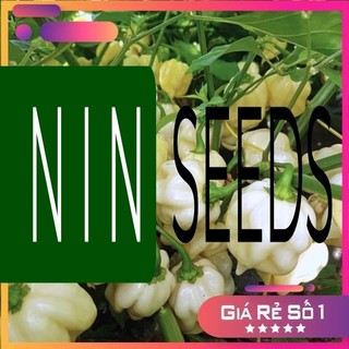 [ Hàng F1 Mỹ ] Hạt giống Ớt Siêu Cay Habanero Trắng Nhập Khẩu - 10 hạt - nảy mầm 95% - HGNK