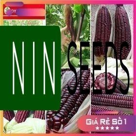 HẠT GIỐNG NGÔ NẾP TÍM NỮ HOÀNG RED LADY - 80 Hạt - THÁI LAN - HGNK