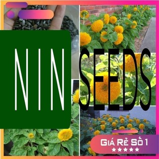 Hạt Giống Hoa Hướng Dương Gấu Bông Xù - 30 hạt - HGNK