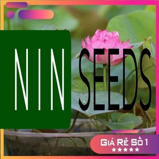 Sen Mini Nhật màu ngẫu nhiên - HGNK