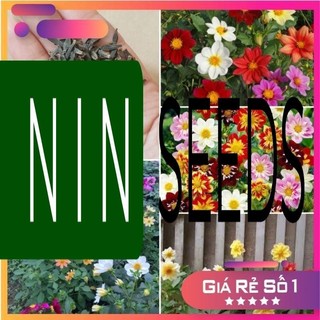 Hạt Giống Hoa Thược Dược Bụi Đơn Mix - HGNK
