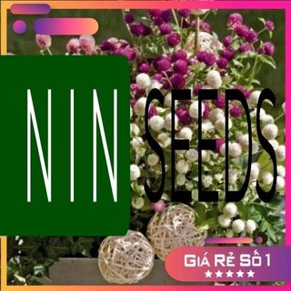 200h - hạt giống cúc bách nhật mix màu f1 nhập khẩu - hgnk