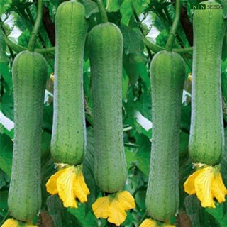 20 Hạt giống mướp hương Đài Loan (ns)