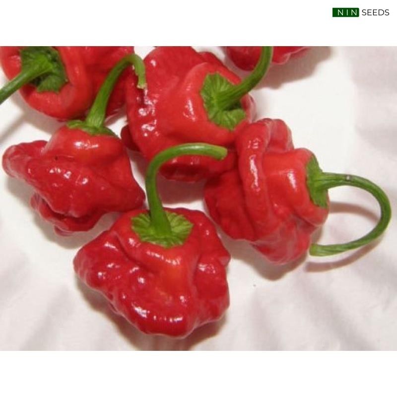 [HG Mỹ] Hạt giống Ớt Jamaican Đỏ F1 - 10 hạt Nhập Khẩu Mỹ (ns)