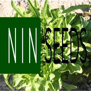 Hạt giống Xà Lách Oak Leaf Xanh Nhập Khẩu Nguyên Bao Bì Thái Lan - 2gram - HGNK