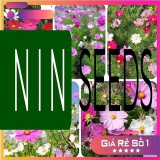 1 lạng - Hạt giống sao nháy nhiều màu