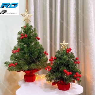  Cây Thông Noel Mini Gắn Trái Đỏ 40cm  60cm Thích Hợp Trang Tri Bàn Làm Việc  Bàn Học  Bàn Ăn ...Mùa Giáng SInh 