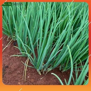 Deal 1k - hạt giống hành lá - 200 hạt - tỷ lệ nảy mầm 75% - hgnk
