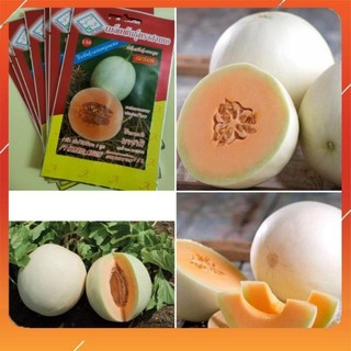 Hạt giống dưa lê cẩm ngọc ruột đỏ F1 Thái Lan (12 hạt) - HGNK