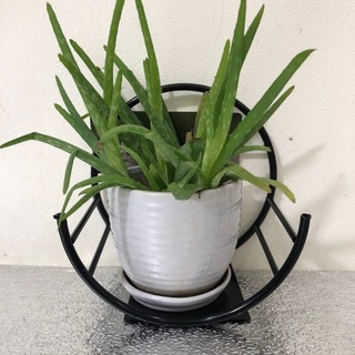 Kệ hoa vầng trăng