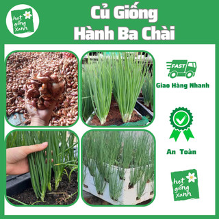 1kg Củ Giống Hành Ba Chài Zin, củ khô này mầm cực tốt