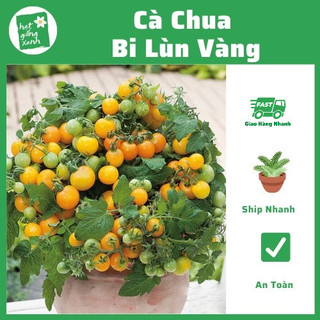 Hạt giống cà chua bi lùn vàng lai F1