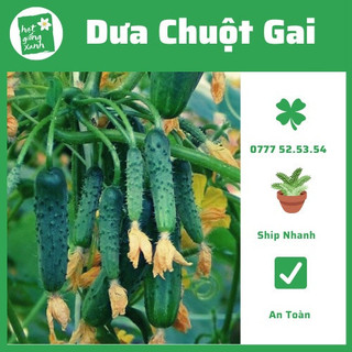 Hạt Giống Dưa Chuột Baby(0.1g) Tỷ Lệ Nảy Mầm Cao