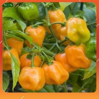 Hạt giống ớt cam siêu cay habanero - 15 hạt - hgnk