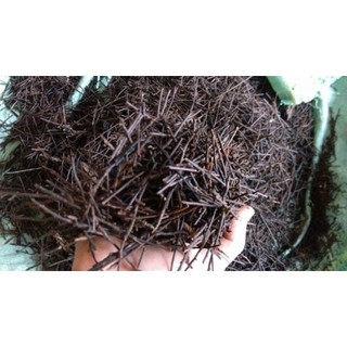 Dớn cọng trồng lan 200gr ( thoáng rễ, giữ ẩm tốt, ít mục)