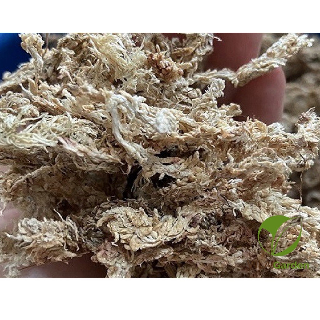 Dớn Trắng Chile - Dớn Chile Giữ Ẩm Cho Lan (100gr)