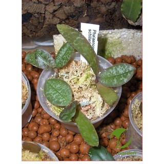 Dớn Trắng Chile - Dớn Chile Giữ Ẩm Cho Lan (100gr)