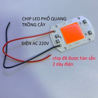 chip LED COB quang phổ toàn phần trồng cây công suất 20w