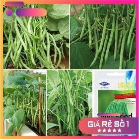 Hạt giống đậu cove lùn xanh thái lan - 10gr - hgnk