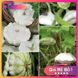 Hạt Giống Bí Ngô Đĩa Bay Trắng - HGNK