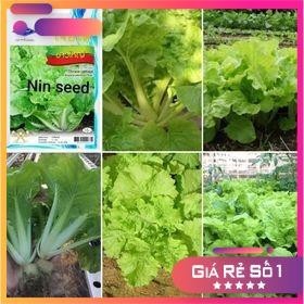 HẠT GIỐNG CẢI DÚNG NGỌT THÁI LAN - HGNK