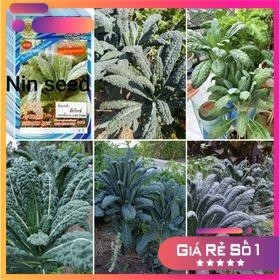 300 H - HẠT GIỐNG CẢI KALE CHỊU NHIỆT LACI Ý - HGNK