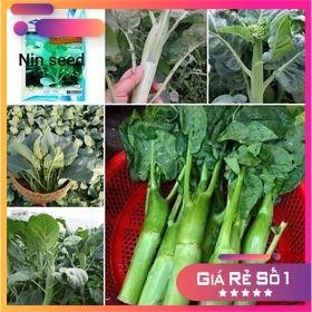 10GR - HẠT GIỐNG CẢI NGỒNG LÀN THÁI LAN 2000H - HGNK