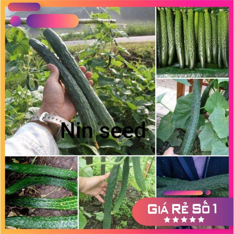 Hạt giống dưa chuột kiếm - HGNK