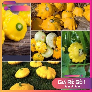 HẠT GIỐNG BÍ NGÔ ĐĨA BAY VÀNG - HGNK