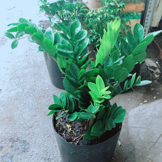 (Hỏa Tốc) Kim Tiền Size Lớn 50-60cm