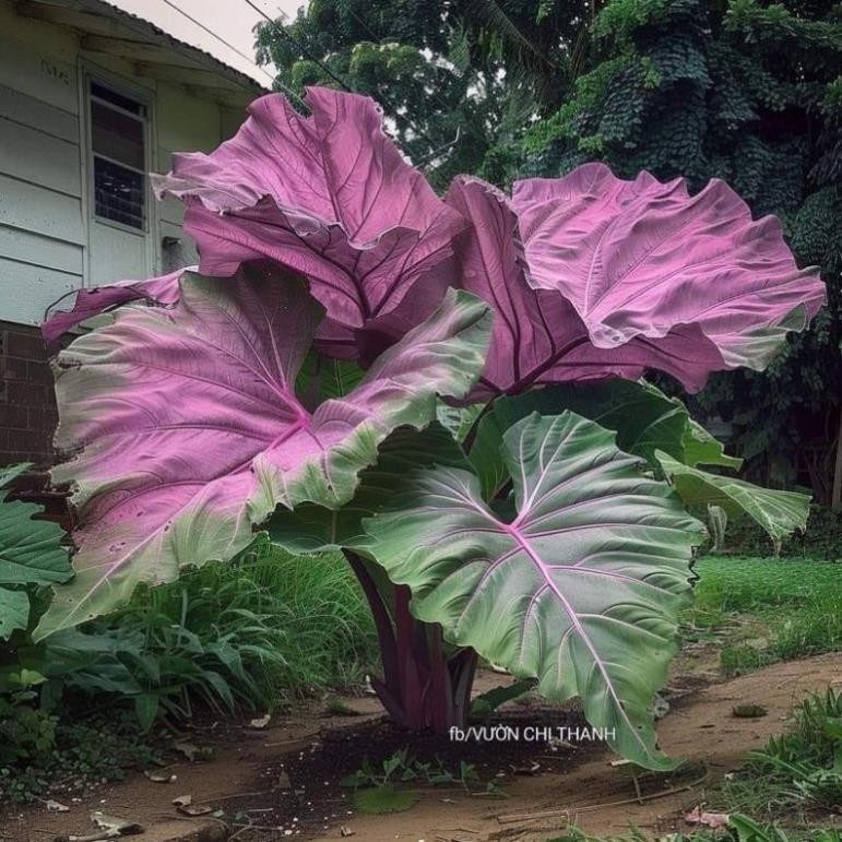 Cây Colocasia(Môn)(củ) - Chuyên Giống