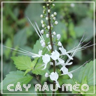 Cây râu mèo khô dóng túi 1kg