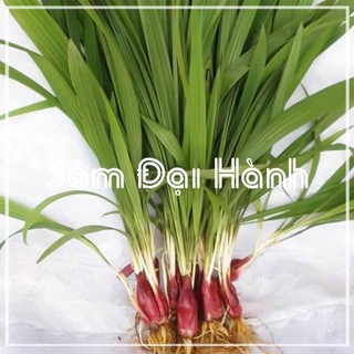 Sâm đại hành khô túi 1 kg