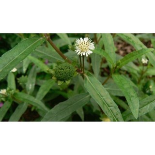cỏ nhọ nồi ( cỏ mực) khô 1kg