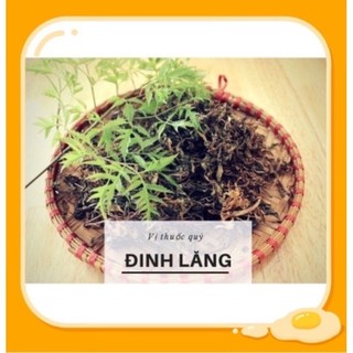 LÁ ĐINH LĂNG KHÔ SẠCH, THƠM NGON
