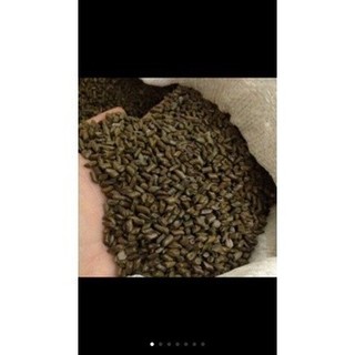 hạt muồng xúc cát 1kg