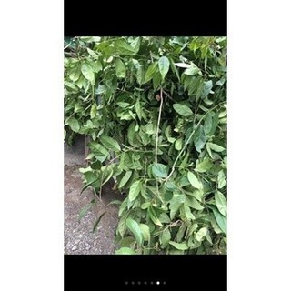 1kg lá xạ đen khô hòa bình