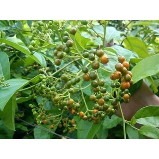 1kg lá xạ đen khô