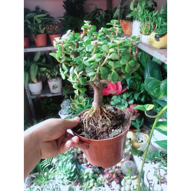 Cây Đô La Cổ Thụ