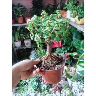 Cây Đô La Cổ Thụ