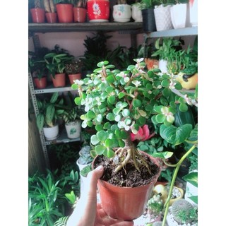 Cây Đô La Cổ Thụ