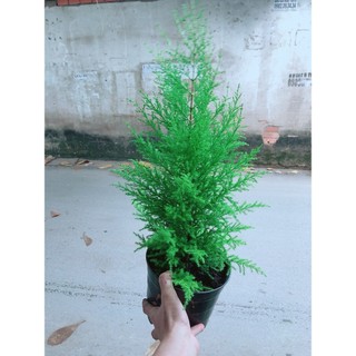 Chậu Tùng Thơm