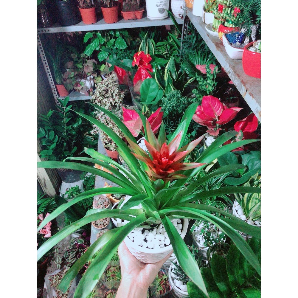 Chậu Cây Phong Lộc Hoa
