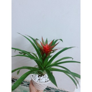 Chậu Cây Phong Lộc Hoa