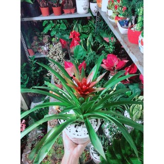 Chậu Cây Phong Lộc Hoa