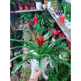 Chậu Cây Phong Lộc Hoa