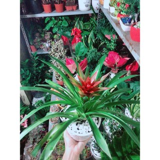 Chậu Cây Phong Lộc Hoa