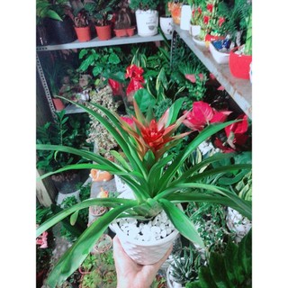 Chậu Cây Phong Lộc Hoa